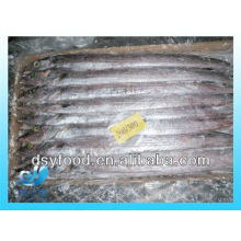 200-300g Pescado de cinta india WR